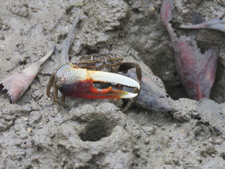 ヤエヤマシオマネキ（漫湖Ｃ：2015年９月撮影）