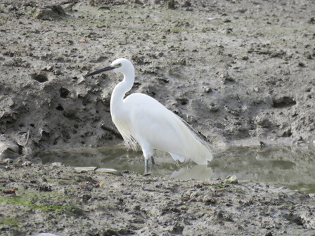 コサギ（漫湖Ｃ：2015年９月撮影）
