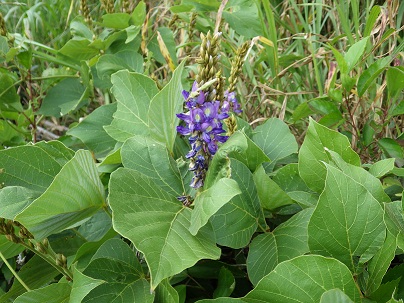 ハート型の緑の葉に囲まれた青紫色の花