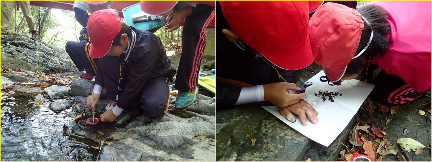 糞を洗う様子と糞の内容物を観察する様子