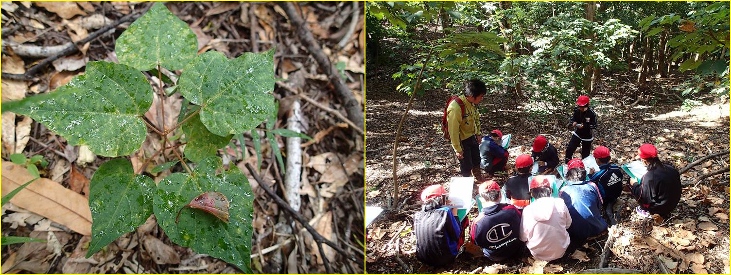 アブラギリの写真