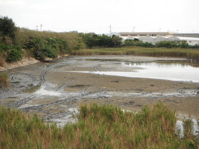 作業後の池を眺めると、徐々に鳥が戻りはじめていました。（2015年10月撮影）