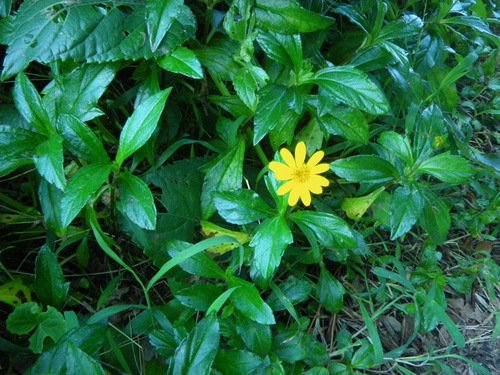 アメリカハマグルマの写真