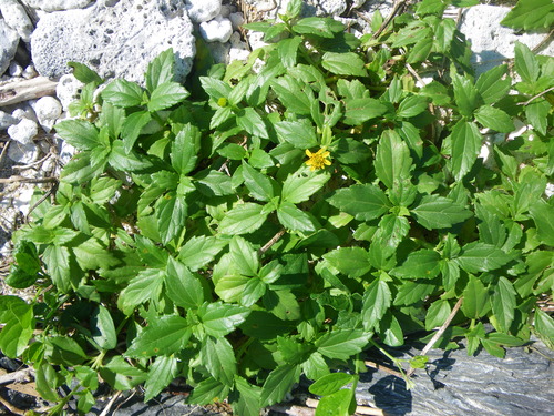 ネコノシタの写真