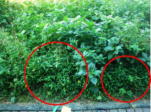 塚崎海岸に生えたアメリカハマグルマの写真