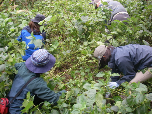 除去作業の様子