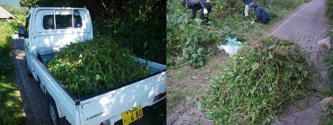 11月に除去したアメリカハマグルマと今回除去したアメリカハマグルマの写真