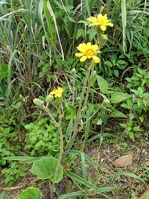 ツワブキの全体写真
