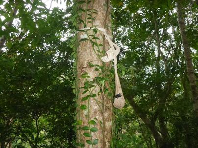 昆虫トラップ１