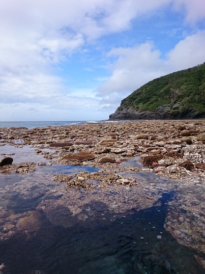 大潮時に陸に現れたサンゴ礁