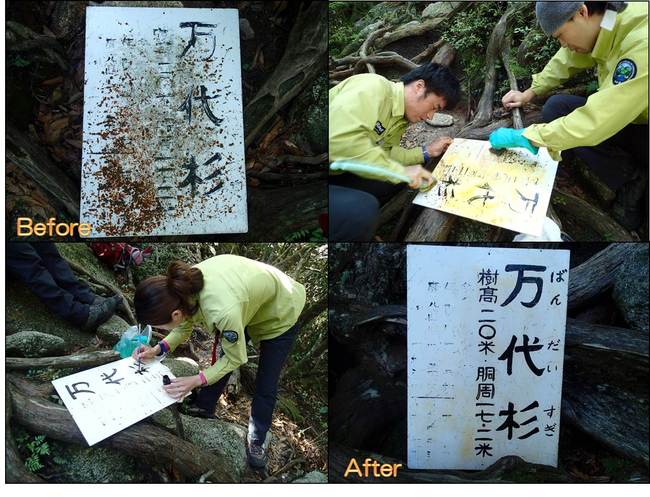 万代杉の看板補修の様子「