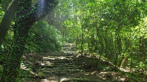 木漏れ日の中の石畳