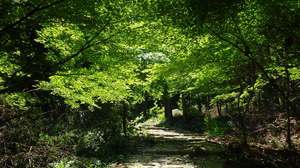 カエデのトンネル。緑のトンネルもきれいですが、秋も楽しみです。