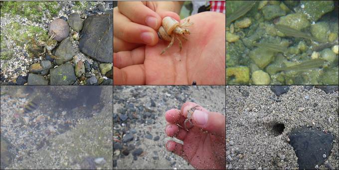 ビンゴゲームで見つけた生き物