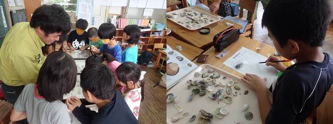 教室に戻り、貝の標本作りやスケッチをしている様子