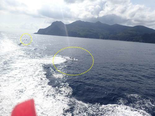 帰りのフェリーから見えたイルカの群れ