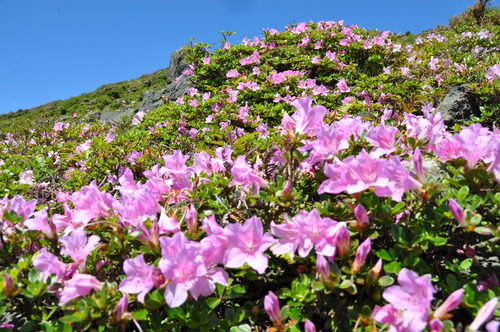 過去に撮影した古岳山頂周辺のマルバサツキの写真