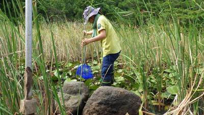 カダヤシ捕獲中。地道に網ですくいます。