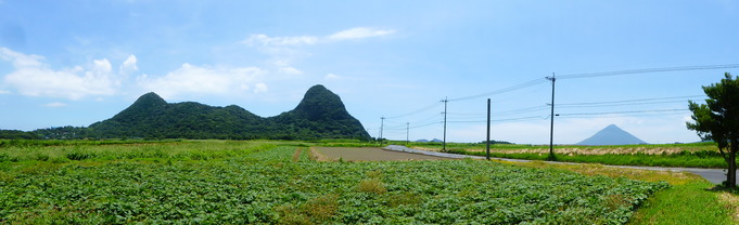 ソテツ自生地の竹山と周辺の畑、そして開聞岳。生活の中にある自然を感じます。