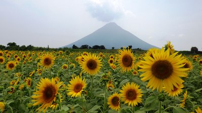 今しか見れないひまわり畑と開聞岳のコラボレーション。元気が出ますよ！