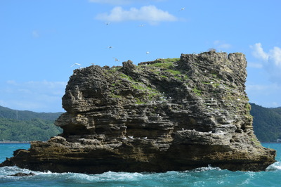 アジサシたちで賑わう岩礁