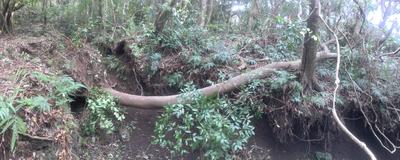 倒木の下をくぐるのも楽しいものです。