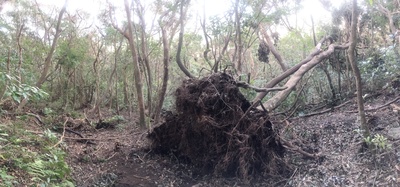 意外と小さな根っこで支えられていたのですね。