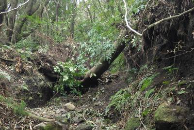 倒木相手に通り道を考えるのも楽しみのひとつです。