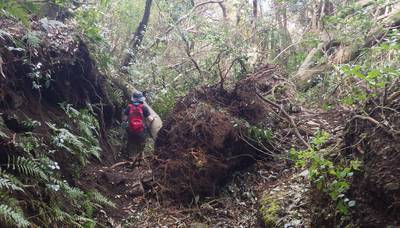 ダイナミックな根っこ