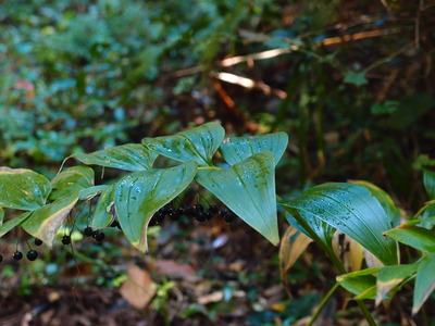 マルバオウセイ