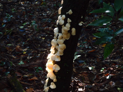 ウスヒラタケ（食用キノコ）