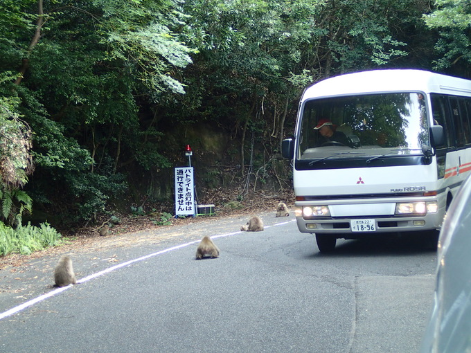 林道にいたサルの群れと小学生を乗せたバス