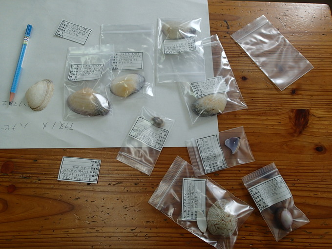 完成した貝の標本