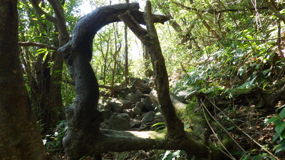 フォトフレームのような根っこの輪っかを見つけました