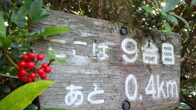 鮮やかなカラタチバナの実に元気づけられます。