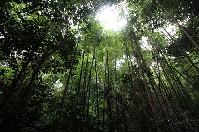 鬱蒼とした林内