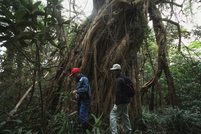 中でも大きなアコウ