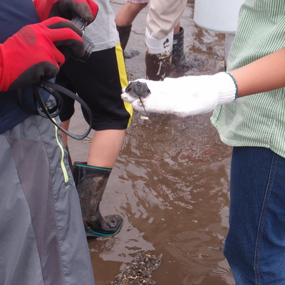 カブトガニの子ども