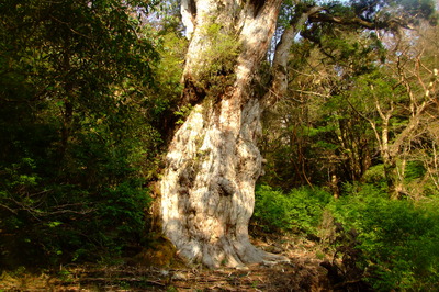 縄文杉
