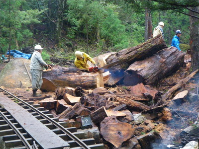 トロッコ道脇に集材される土埋木と造材の様子