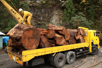トロッコからトラックに土埋木を積み直す様子