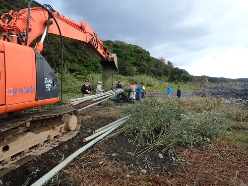スギにモウソウ竹とコサン竹を取り付ける様子