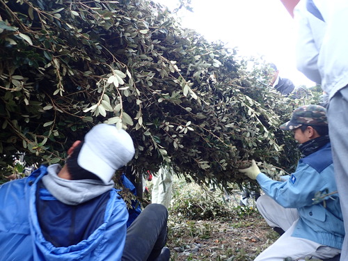 ウバメガシを刺していく様子