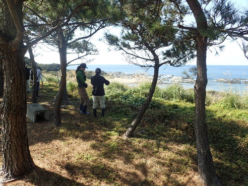 猛繁茂するアメリカハマグルマを前に頭を抱える様子