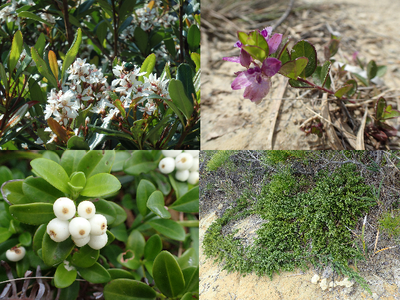 左上ヒメハギ右上ｵｷﾅﾜｼｬﾘﾝﾊﾞｲ左下シラタマカズラ右下オキナワハイネズ
