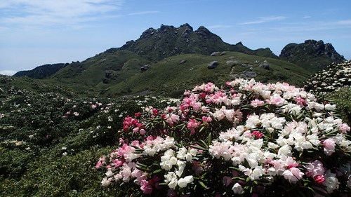昨年のヤクシマシャクナゲ