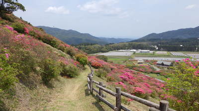 丘の中腹から眺めるつつじもきれいです。