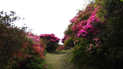 まるでつつじのトンネルのようです。