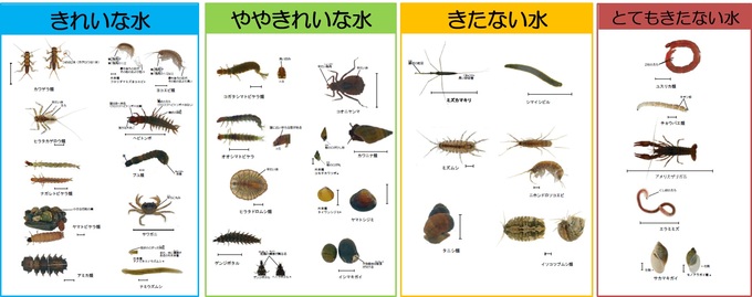 指標生物