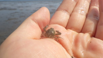 干潟で見つけたマメコブシガニ